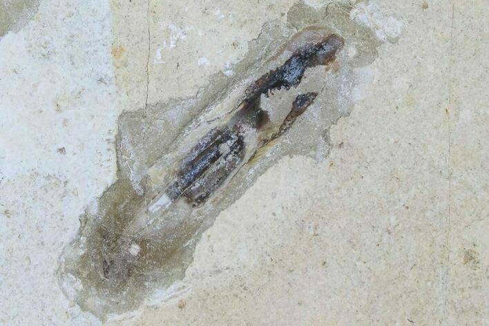 Cretaceous, Soft Bodied Cephalopod Fossil - Lebanon #173152